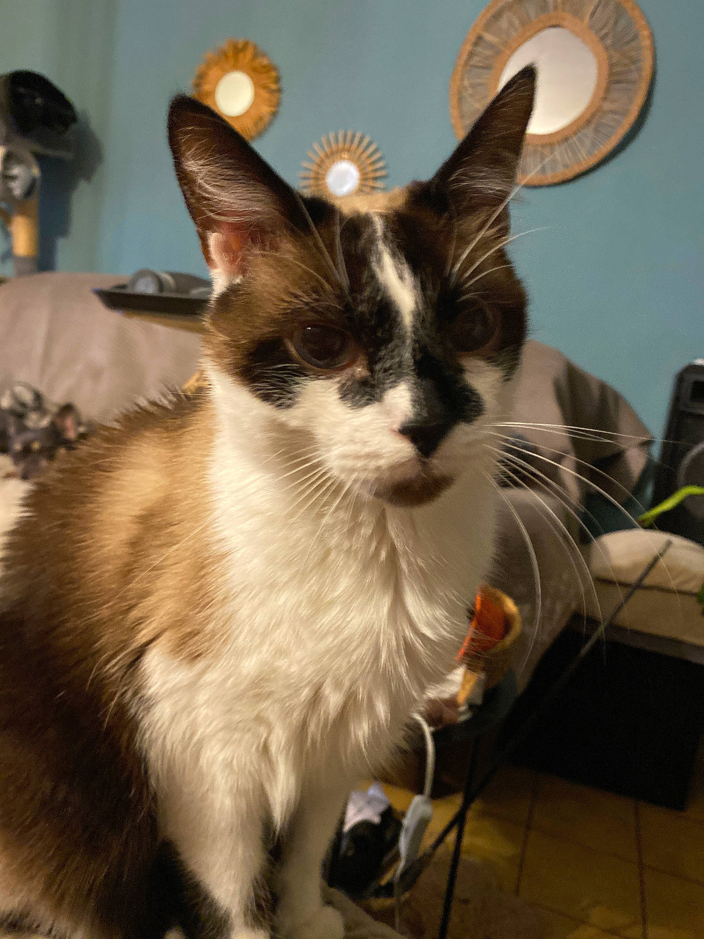 abyssinian, accessories, animal, architecture, armchair, building, cat, chair, couch, furniture, indoors, kitten, livingroom, manx, pet, plywood, room, siamese, strap, wood