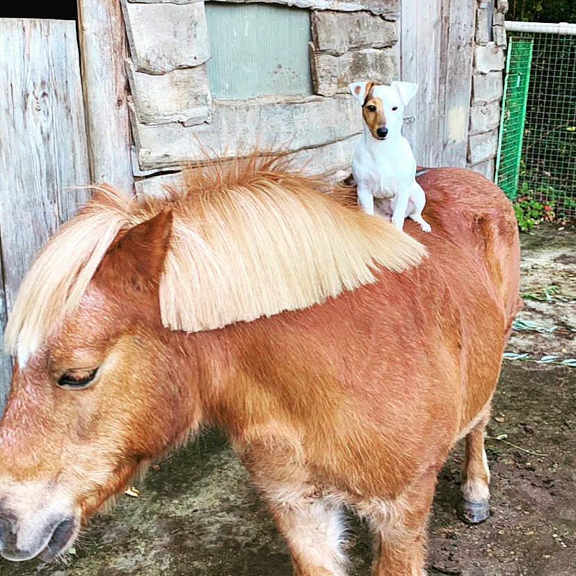 Tiny participe au concours pour gagner de l'argent avec cette photo : animal, architecture, backyard, building, canine, colthorse, countryside, dog, face, foal, head, horse, housing, nature, outdoors, person, pet, rural, shelter, yard