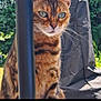 Rosie joined the competition — help win amazing prizes! cat, bengal_cat, animal, pet, whiskers, fur, outdoor, greenery, striped_fur, spotted_fur, curious, close_up, face, eyes, pole, black_fabric, nature, sunlight, portrait, feline