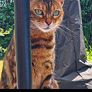 Rosie joined the competition — help win amazing prizes! cat, bengal_cat, animal, pet, whiskers, fur, outdoor, greenery, striped_fur, spotted_fur, curious, close_up, face, eyes, pole, black_fabric, nature, sunlight, portrait, feline