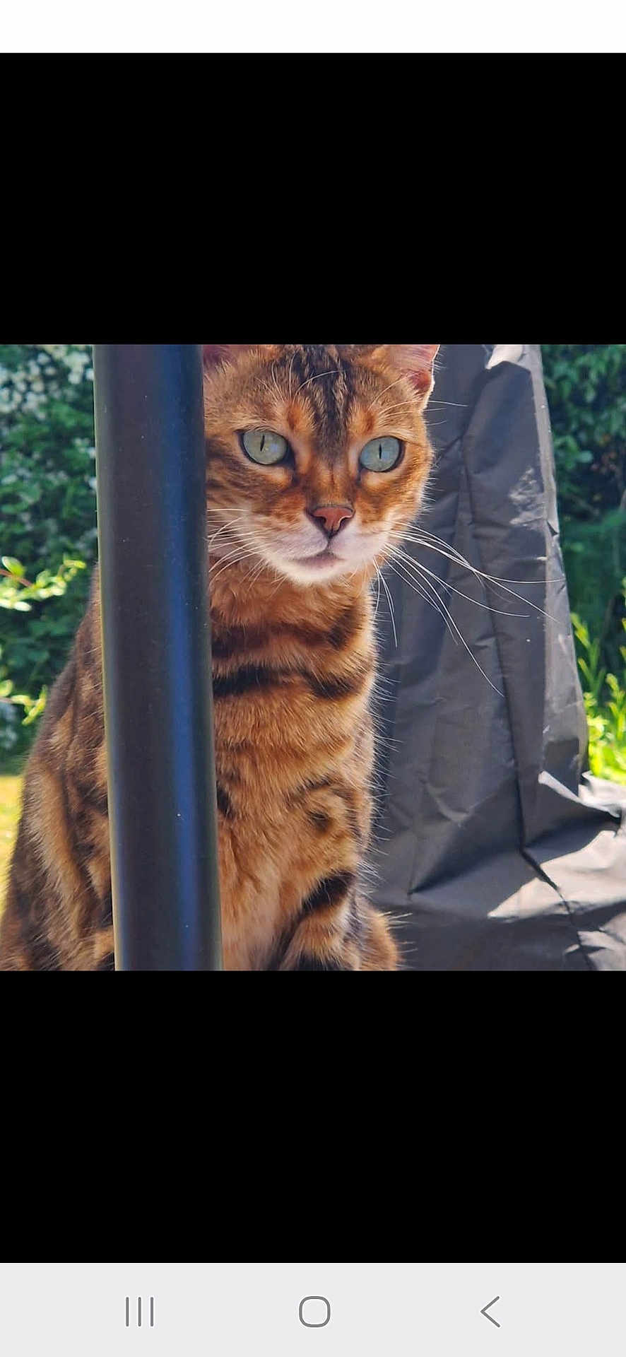 Rosie
