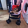 Rosie joined the competition — help win amazing prizes! audio_equipment, automotive_design, automotive_tire, bag, cat, clothes_dryer, comfort, electric_blue, floor, flooring, hardwood, home_appliance, laundry, laundry_room, laundry_supply, luggage_and_bags, machine, tire, washing_machine, wheel