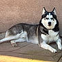 husky, dog, canine, pet, animal, outdoor, laying_down, gray_fur, white_fur, blue_eyes, sidewalk, wall, trash_bin, sunlight, shadow, portrait, alert, resting, domestic_animal, paw