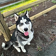 Kuya is registered to the contest to win money with this photo: dog, siberian_husky, blue_eyes, pet, animal, outdoor, fence, leash, tongue_out, happy, fur, canine, nature, grass, dirt, daylight, portrait, sitting, cute, friendly