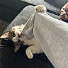 Sushi is registered to the contest to win money with this photo: cat, kitten, pet, animal, feline, white_fur, tabby, upside_down, paw, blanket, couch, indoor, home, portrait, playful, curious, whiskers, green_eyes, relaxed, funny
