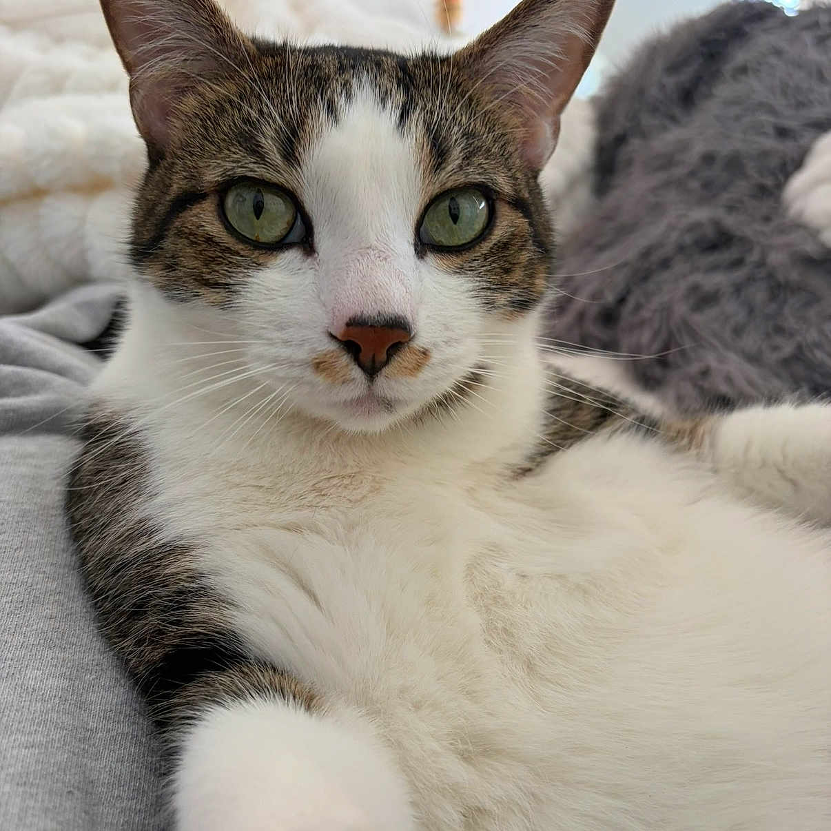 Sushi joined the competition — help win amazing prizes! cat, tabby, white_fur, gray_fur, pet, animal, face, eyes, whiskers, ears, nose, paw, close_up, portrait, lounging, bed, blanket, indoor, cozy, fluffy
