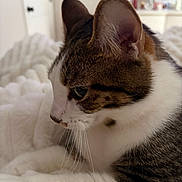 Sushi joined the competition — help win amazing prizes! cat, tabby, white_fur, brown_fur, pet, animal, close_up, portrait, whiskers, ears, eye, nose, sleepy, relaxed, sitting, bed, blanket, bedroom, indoor, cozy