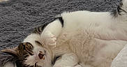Sushi joined the competition — help win amazing prizes! cat, sleeping, relaxed, lying_down, belly_up, white_fur, tabby, pet, animal, bed, blanket, bedroom, cozy, fluffy, indoors, resting, cute, whiskers, paws, home_decor