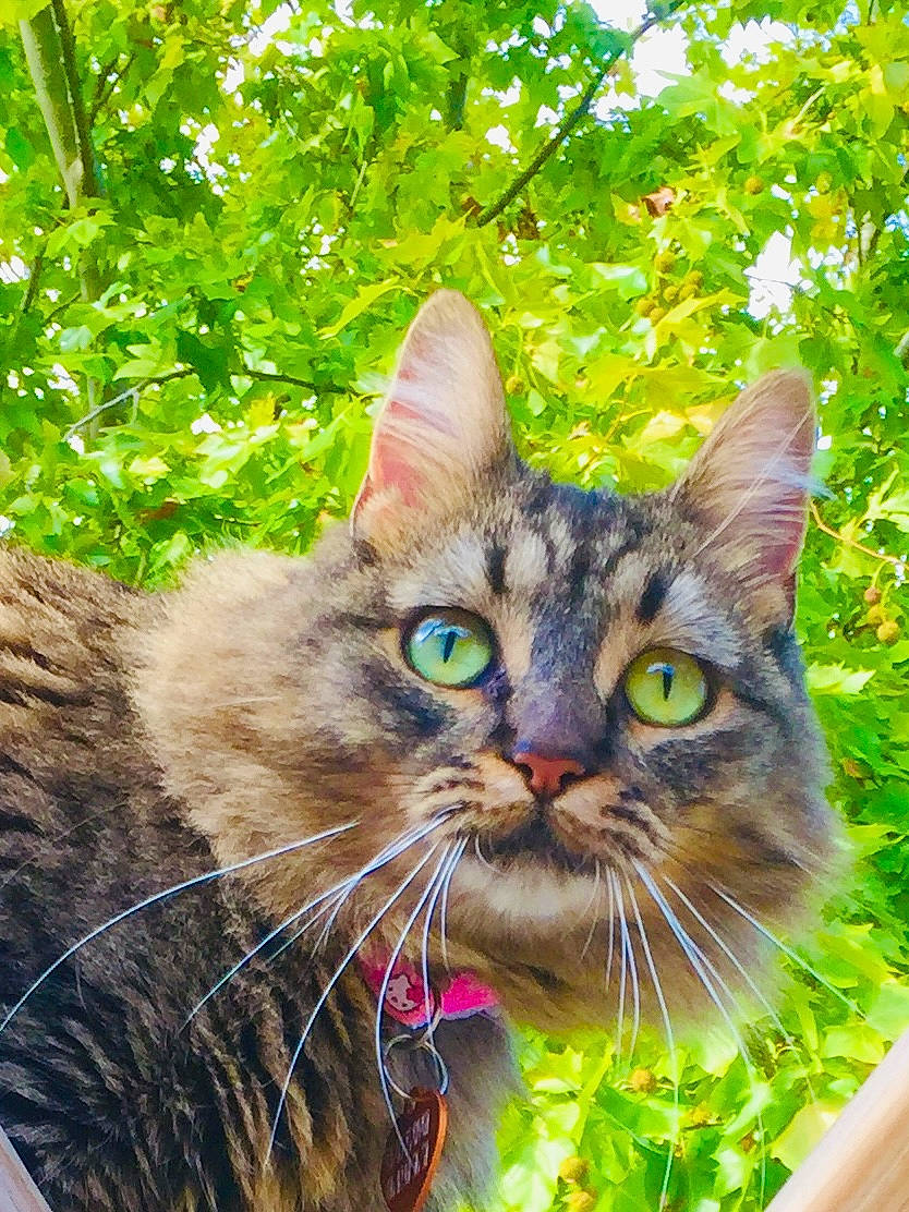 Chouquette