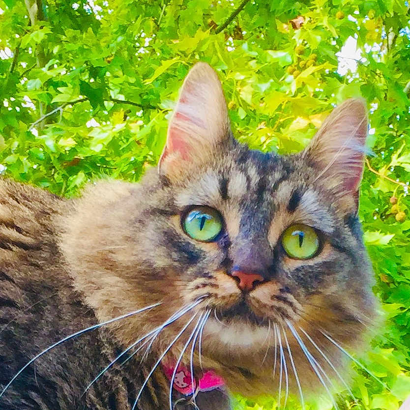 Chouquette