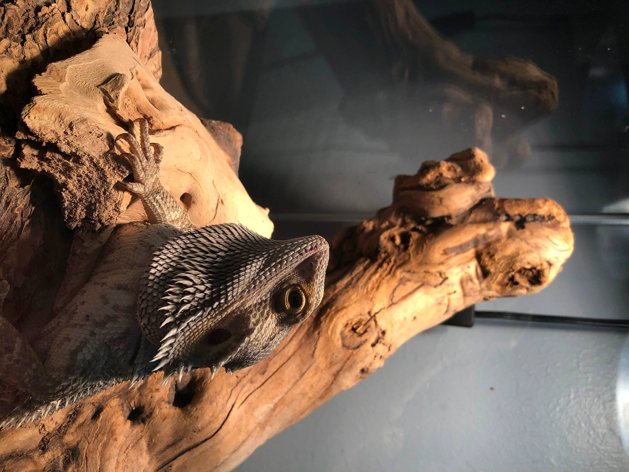 Pork Chop is registered to the contest to win money with this photo: eye, jaw, mouth, reptile, scaled_reptile, wood