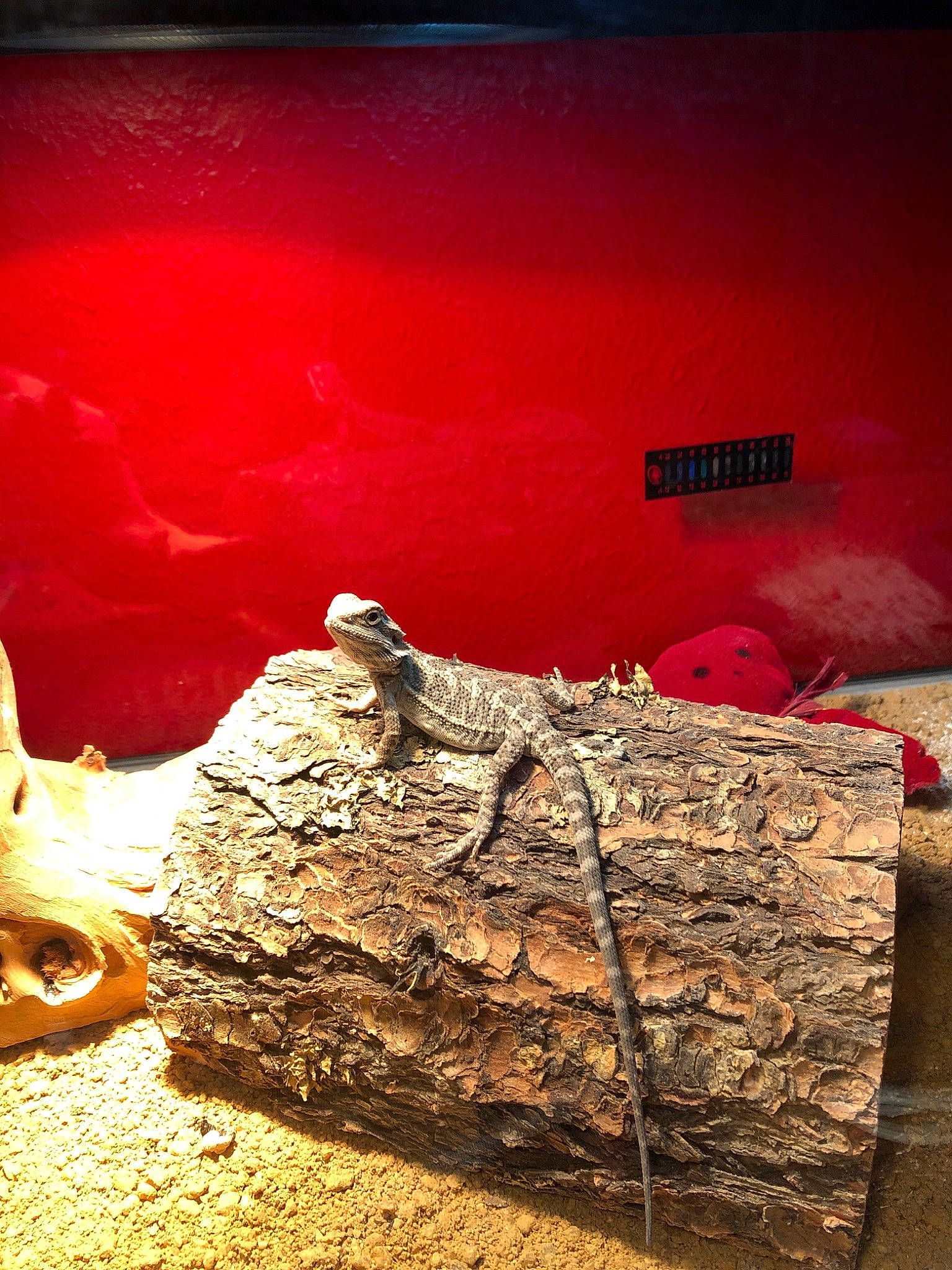 Pork Chop is registered to the contest to win money with this photo: red, rock, tree, wood