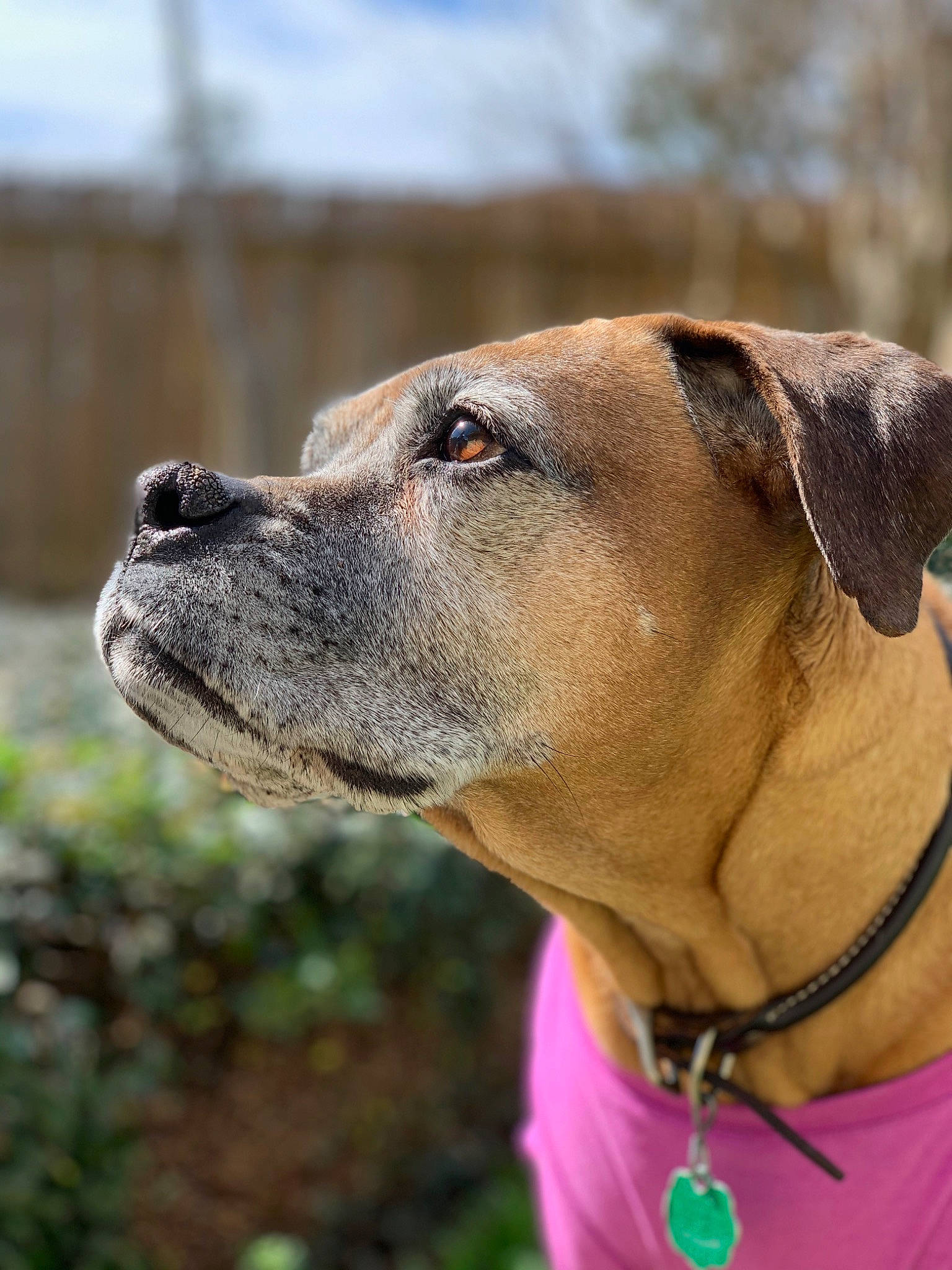 Daisy is registered to the contest to win money with this photo: alano_espanol, black_mouth_cur, boerboel, canidae, carnivore, dog, dog_breed, fawn, mammal, molosser, rare_breed_dog, rhodesian_ridgeback, snout, sporting_group, tosa, vertebrate, whiskers