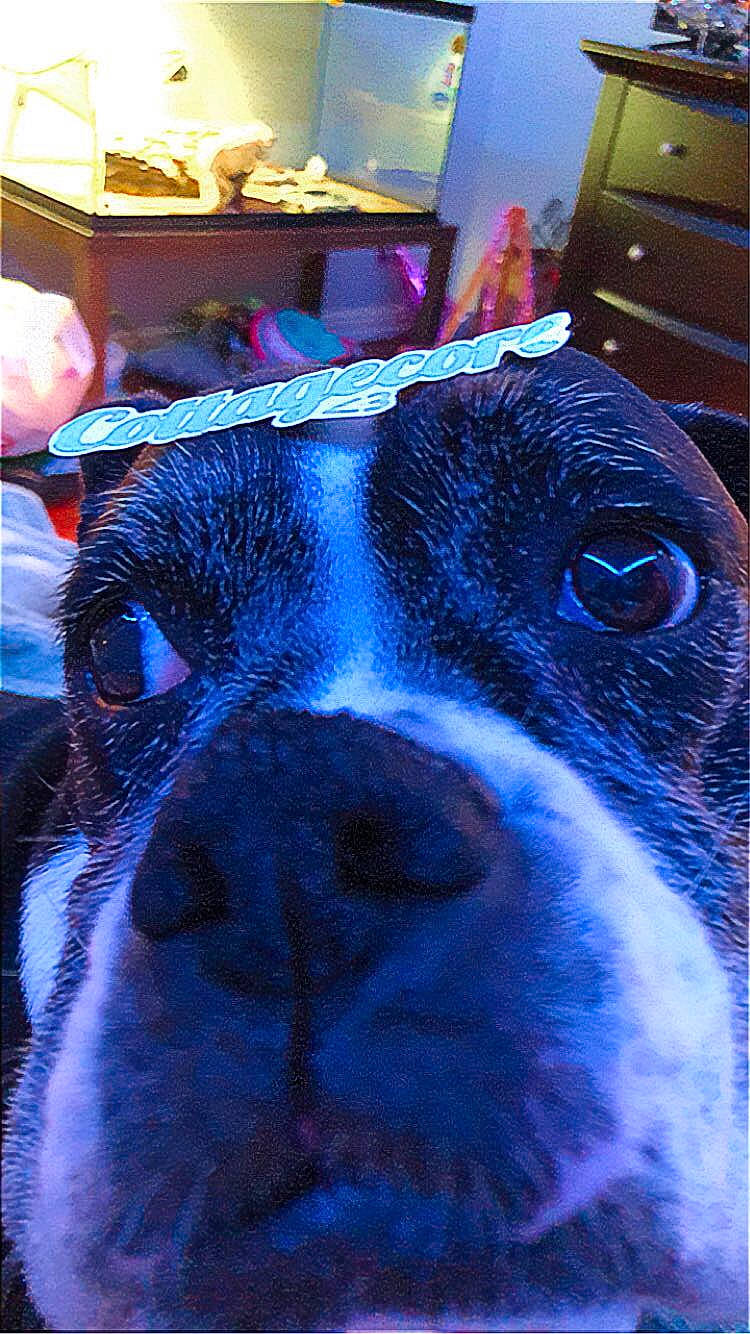 Sadie joined the competition — help win amazing prizes! art, blue, canidae, carnivore, companion_dog, dog, dog_breed, electric_blue, fawn, fur, light, magenta, purple, snout, sporting_group, terrestrial_animal, toy_dog, whiskers, working_animal, wrinkle