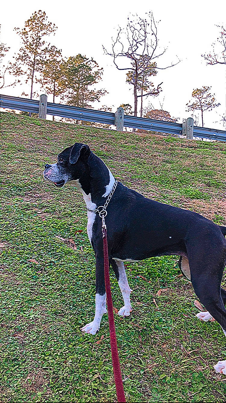 Sadie is registered to the contest to win money with this photo: art, carnivore, collar, companion_dog, dog, dog_breed, dog_collar, dog_supply, fawn, grass, liver, pet_supply, plant, sky, snout, sporting_group, tail, terrestrial_animal, tree, working_animal