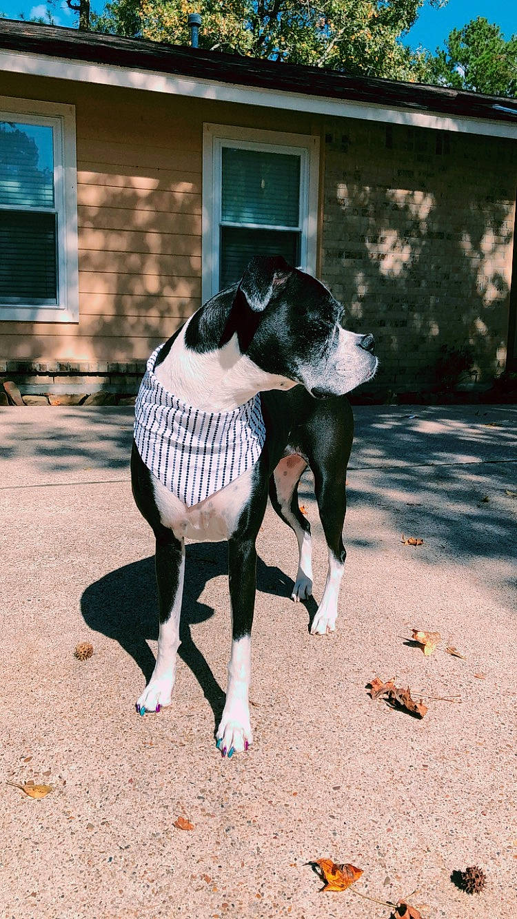 Sadie is registered to the contest to win money with this photo: carnivore, companion_dog, dog, dog_breed, dog_clothes, dog_supply, dress, fawn, grass, hat, leash, mammal, snout, sporting_group, street_fashion, t_shirt, tail, tints_and_shades, window, working_animal