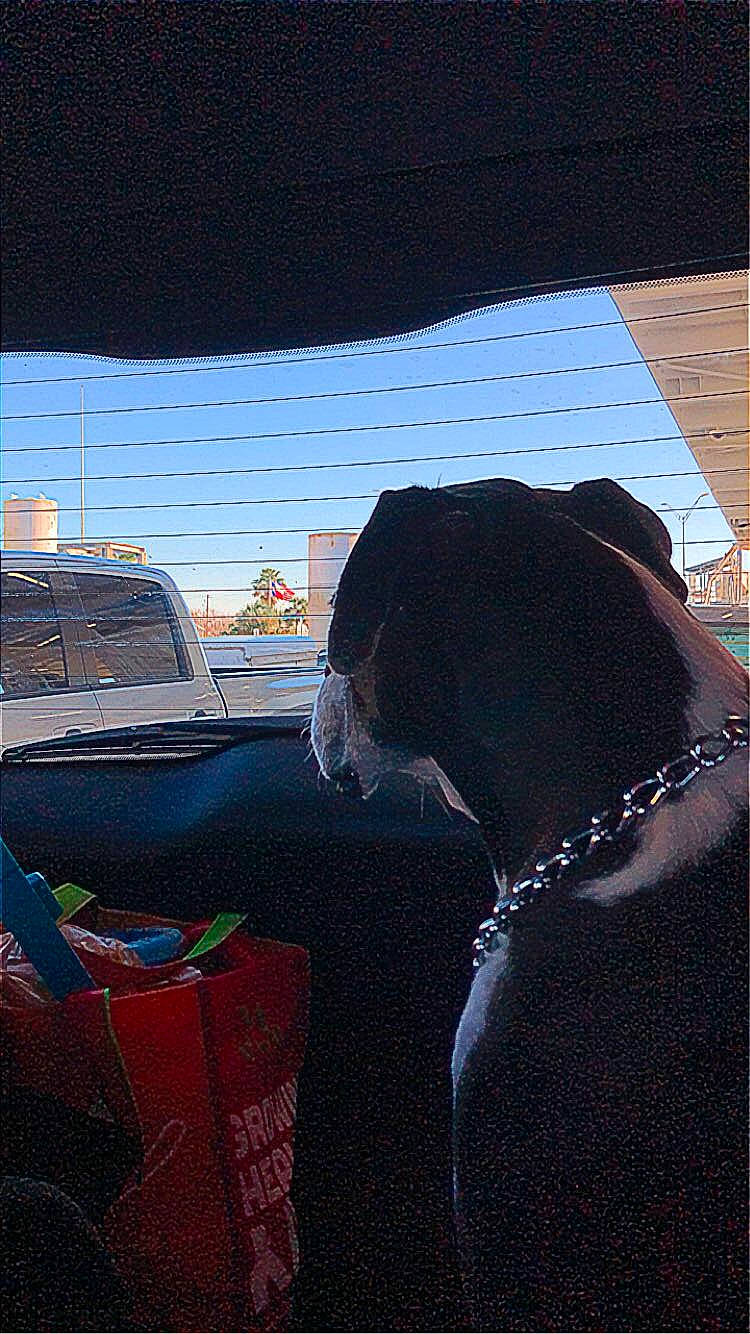 Sadie joined the competition — help win amazing prizes! art, carnivore, darkness, dog, dog_breed, font, guard_dog, illustration, linens, mammal, painting, pattern, plaid, room, shadow, sitting, sporting_group, textile, tints_and_shades, visual_arts