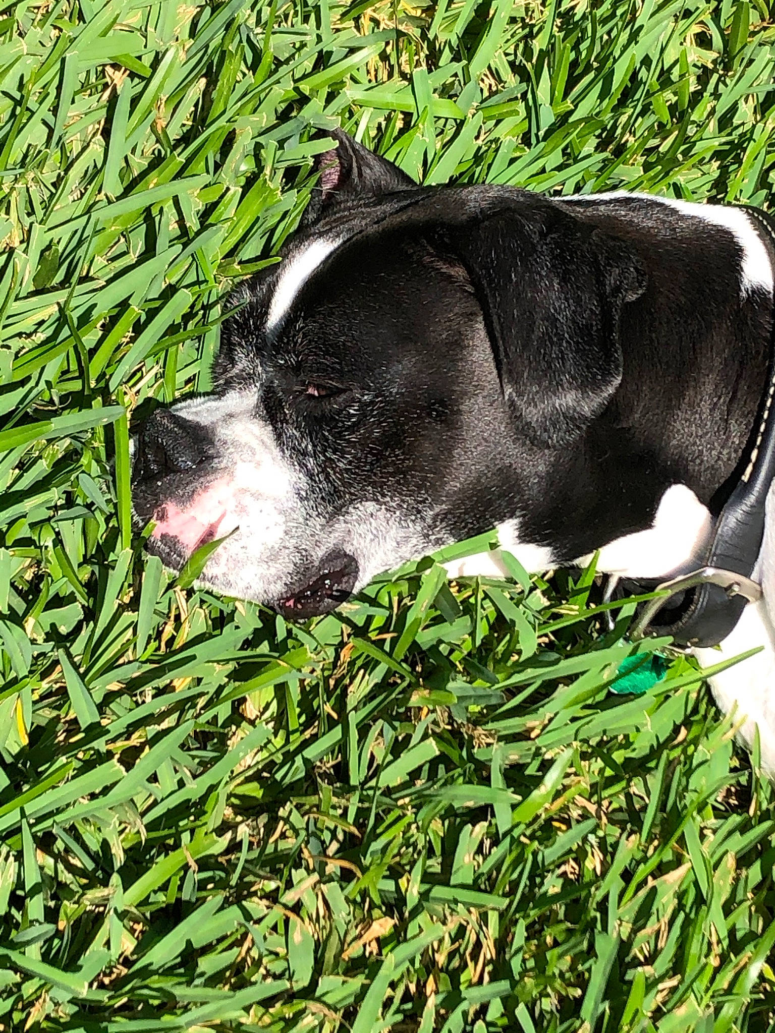 Sadie joined the competition — help win amazing prizes! american_staffordshire_terrier, boston_terrier, canidae, carnivore, dog, dog_breed, grass, non_sporting_group, pit_bull, plant, puppy, snout, sporting_group