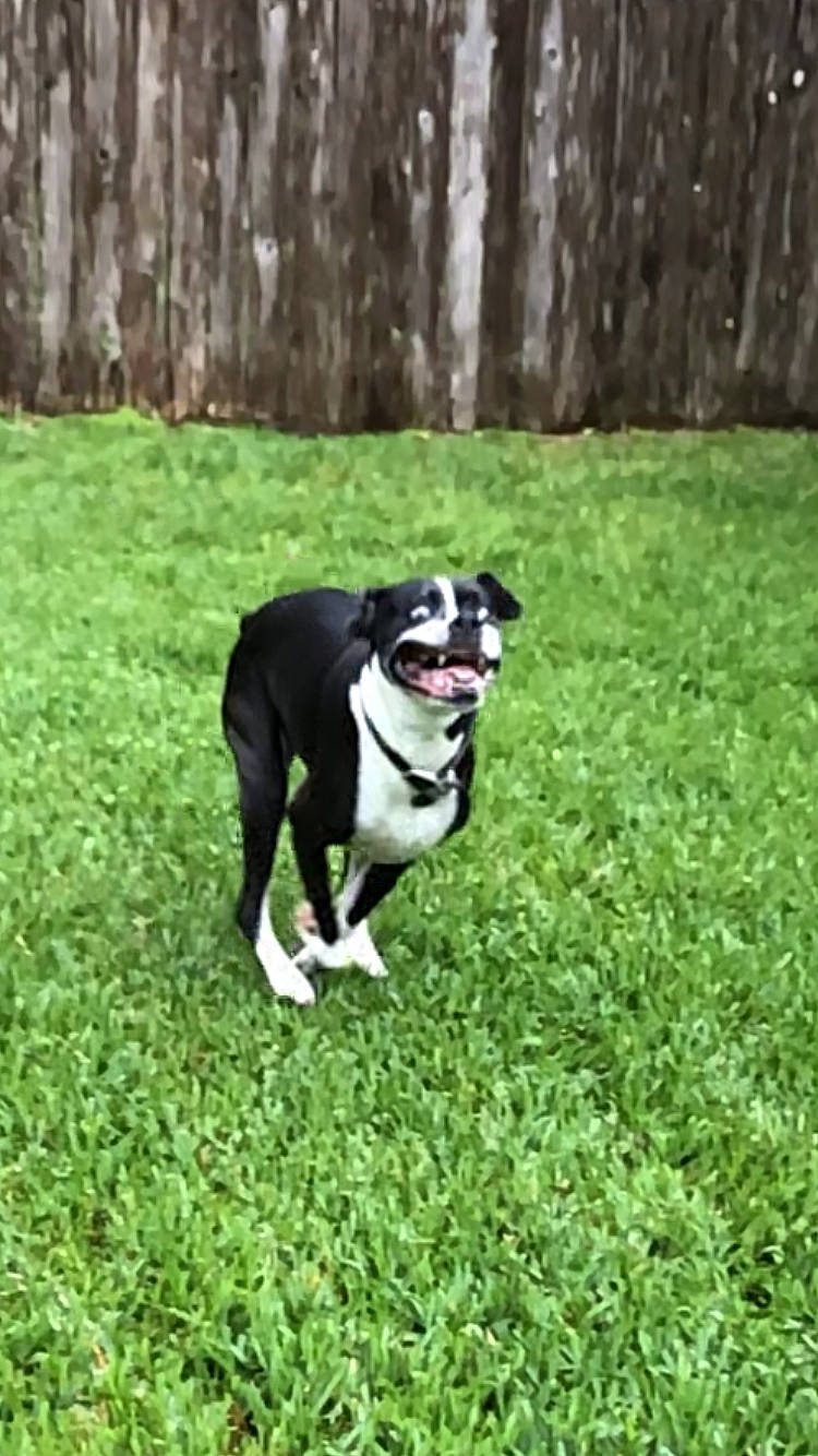 Sadie is registered to the contest to win money with this photo: boston_terrier, canidae, carnivore, companion_dog, dog, dog_breed, grass, lawn, mammal, non_sporting_group, plant, rare_breed_dog, sporting_group, tail, tree, vertebrate