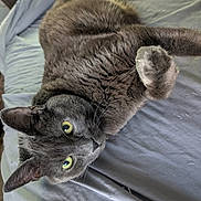 Theo is registered to the contest to win money with this photo: cat, gray_cat, pet, feline, bed, bedding, indoor, fur, whiskers, green_eyes, paw, relaxed, cute, animal, mammal, sleepy, resting, cozy, closeup, domestic_cat