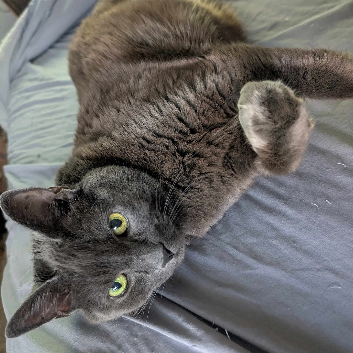 Theo is registered to the contest to win money with this photo: animal, bed, bedding, cat, closeup, cozy, cute, domestic_cat, feline, fur, gray_cat, green_eyes, indoor, mammal, paw, pet, relaxed, resting, sleepy, whiskers