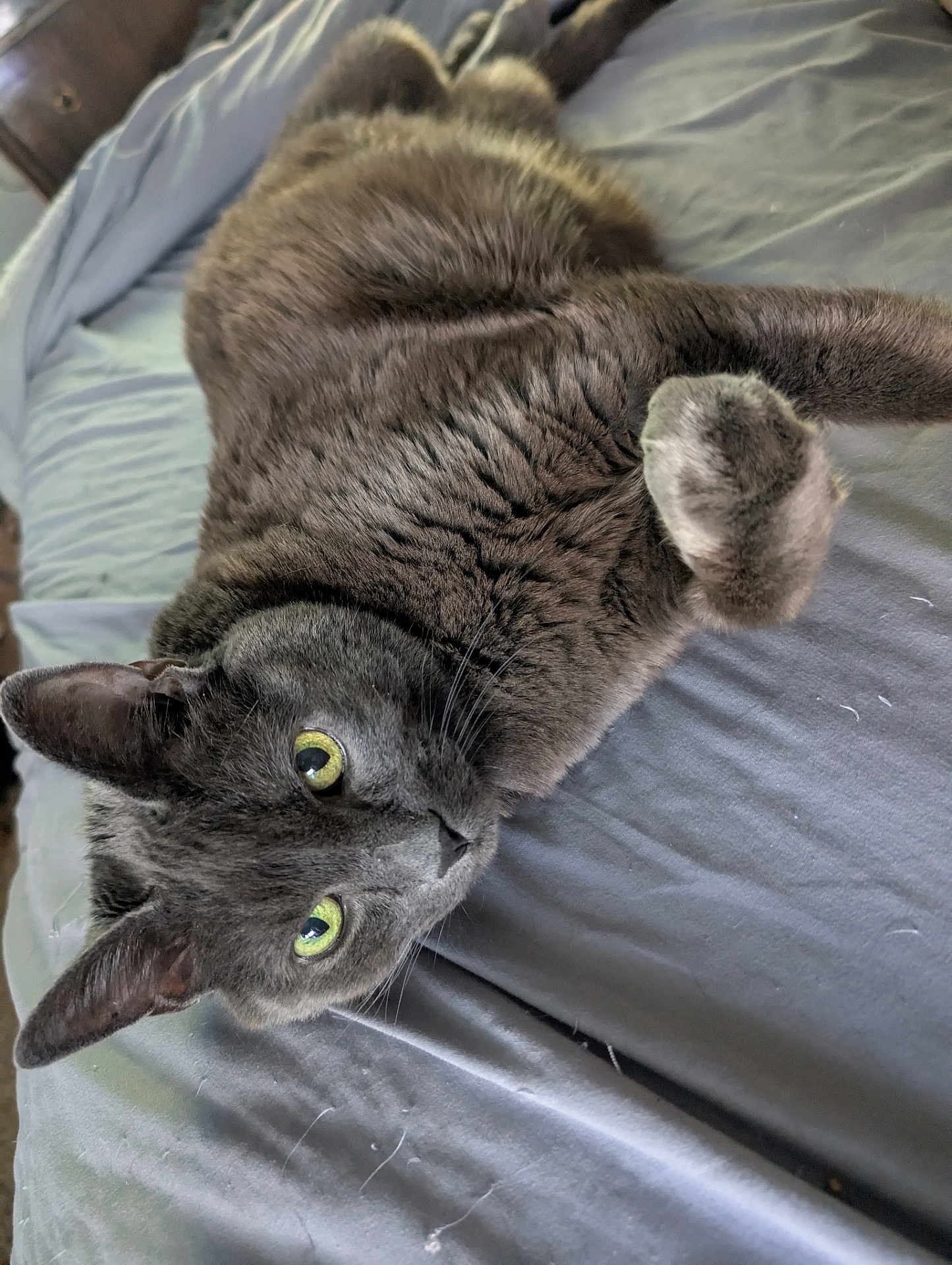 Theo is registered to the contest to win money with this photo: cat, gray_cat, pet, feline, bed, bedding, indoor, fur, whiskers, green_eyes, paw, relaxed, cute, animal, mammal, sleepy, resting, cozy, closeup, domestic_cat