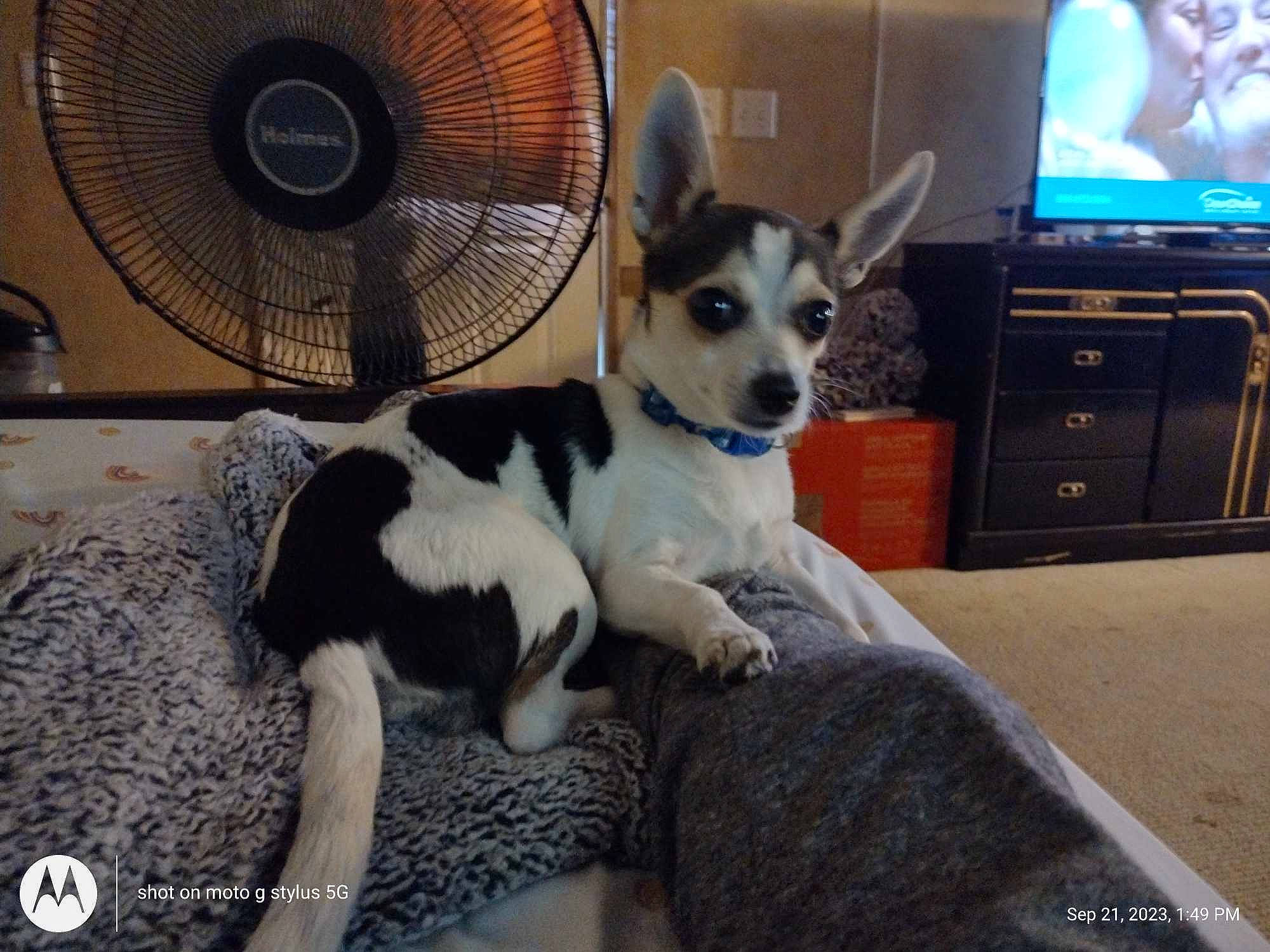 Peanut joined the competition — help win amazing prizes! analog_television, audio_equipment, cable_television, carnivore, comfort, companion_dog, dog, dog_breed, dog_supply, entertainment_center, fawn, fur, home_appliance, led_backlit_lcd_display, mechanical_fan, snout, television, television_set, toy_dog, whiskers