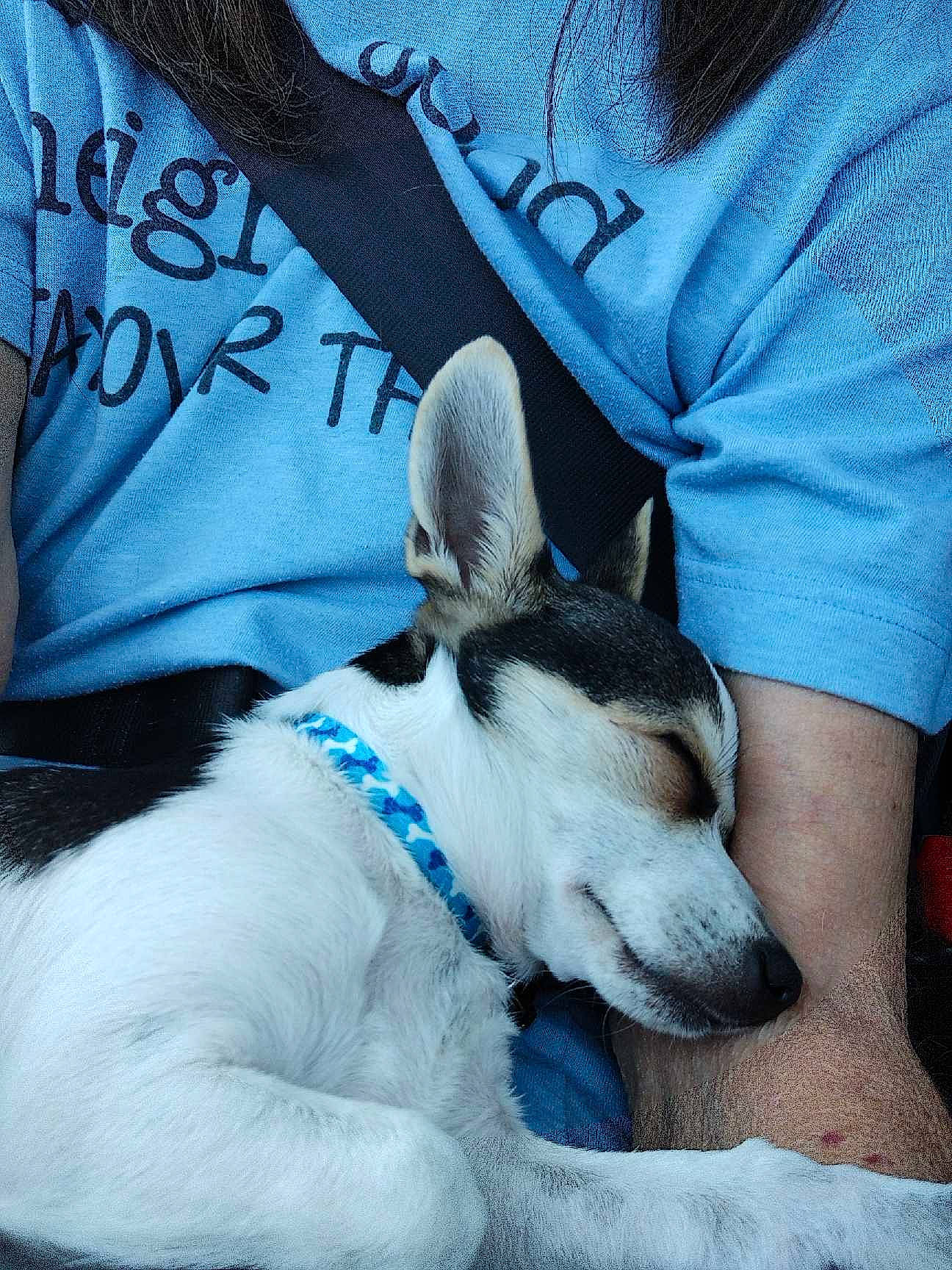 Peanut joined the competition — help win amazing prizes! canidae, carnivore, collar, comfort, companion_dog, dog, dog_breed, electric_blue, fawn, fur, human_leg, lap, linens, paw, pillow, sleeve, snout, sporting_group, t_shirt, whiskers