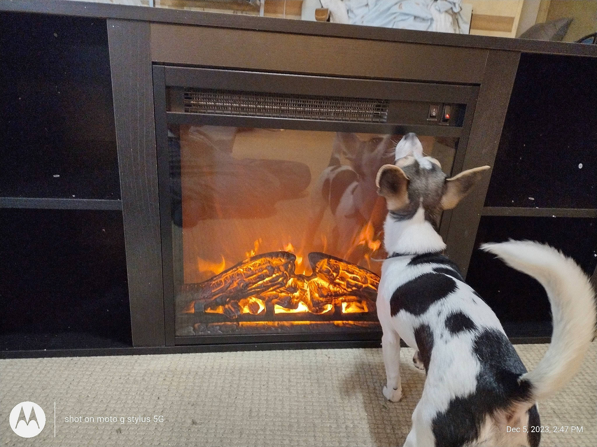 Peanut is registered to the contest to win money with this photo: carnivore, companion_dog, dalmatian, dog, dog_breed, fawn, flooring, fur, gas, heat, home_appliance, kitchen_appliance, snout, sporting_group, stove, tail, vehicle_door, wood, wood_burning_stove, working_animal