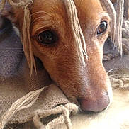 Marcus is registered to the contest to win money with this photo: animal, blanket, brown, close_up, cozy, cute, dog, eyes, face, fur, indoors, portrait, relaxed, resting, snout, soft, texture, warm, whiskers, yarn