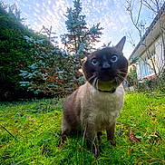 Arqueménidas participe au concours pour gagner de l'argent avec cette photo : cat, siamese_cat, outdoor, grass, greenery, trees, sky, clouds, nature, animal, pet, feline, whiskers, blue_eyes, collar, curious, alert, backyard, daytime, moss