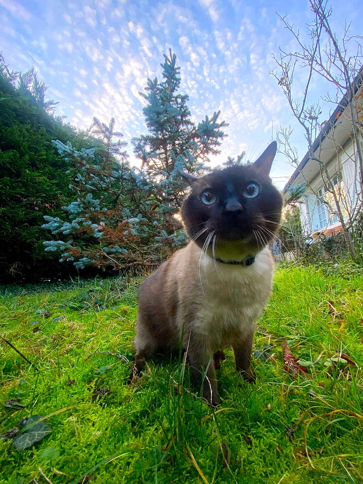 Arqueménidas participe au concours pour gagner de l'argent avec cette photo : cat, siamese_cat, outdoor, grass, greenery, trees, sky, clouds, nature, animal, pet, feline, whiskers, blue_eyes, collar, curious, alert, backyard, daytime, moss