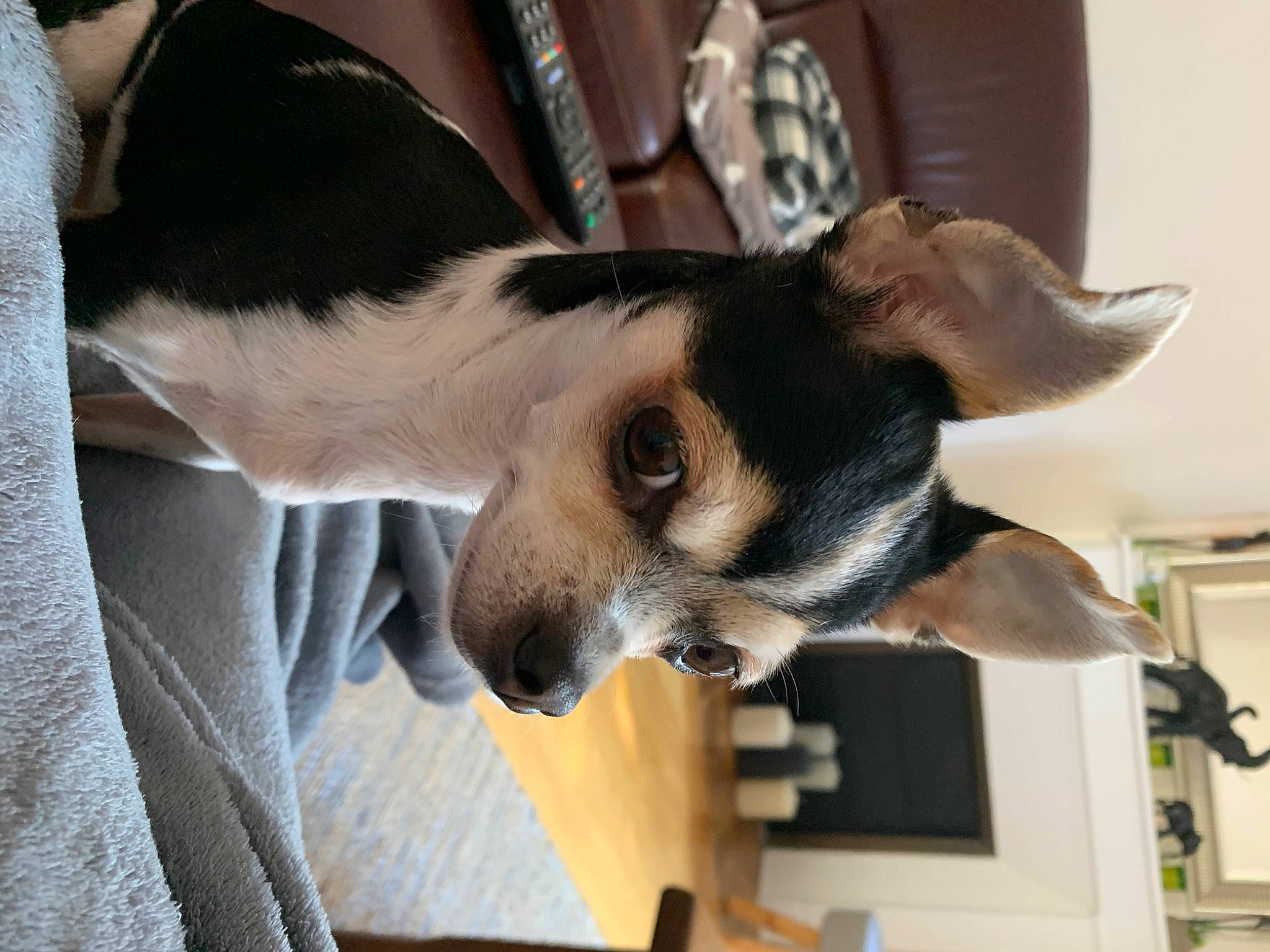 Kenya a rejoint le concours — aidez-le/la à gagner de superbes lots ! canidae, carnivore, collar, comfort, companion_dog, dog, dog_breed, fawn, fur, human_leg, nail, paw, snout, sporting_group, terrestrial_animal, tie, toy_dog, whiskers, working_animal, wrist