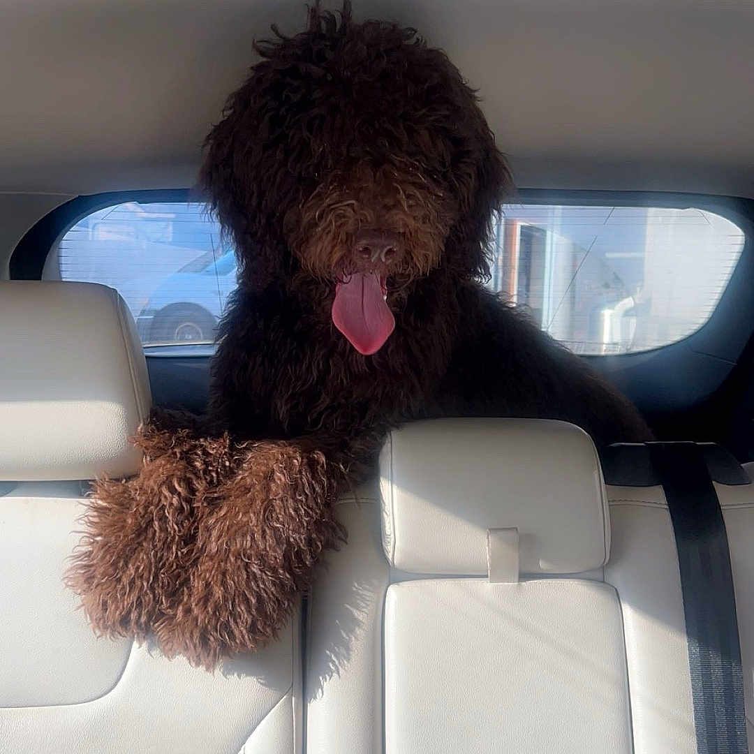Teddy is registered to the contest to win money with this photo: animal, backseat, brown, car_interior, companion, curly_fur, cute, dog, domestic_animal, fluffy, happy, mammal, pet, seatbelt, sunlight, tongue_out, transportation, vehicle, white_leather, window