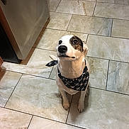 Harley joined the competition — help win amazing prizes! accessories, animal, bulldog, canine, clothing, dog, flagstone, footwear, hound, husky, leash, path, pet, puppy, shoe, slate, strap, tile, walkway, wood