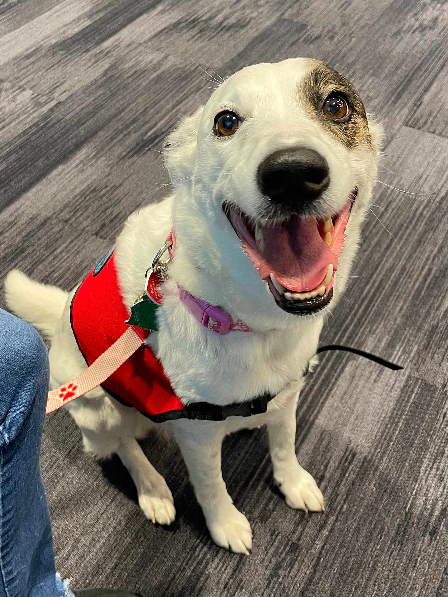 Harley joined the competition — help win amazing prizes! accessories, adult, animal, canine, clothing, dog, face, footwear, head, hound, leash, male, man, pants, person, pet, puppy, shoe, strap, whitedog