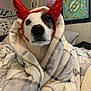 Harley is registered to the contest to win money with this photo: animal, baby, blanket, canine, clothing, dog, face, furniture, hat, head, hood, hound, indoors, interiordesign, person, pet, photography, portrait, puppy, quilt
