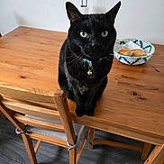 Castiel participe au concours pour gagner de l'argent avec cette photo : black_cat, cat, green_eyes, collar, bell, wooden_table, chair, basket, bread, indoor, pet, domestic_animal, feline, fur, whiskers, tabletop, floor, home_interior, resting, looking