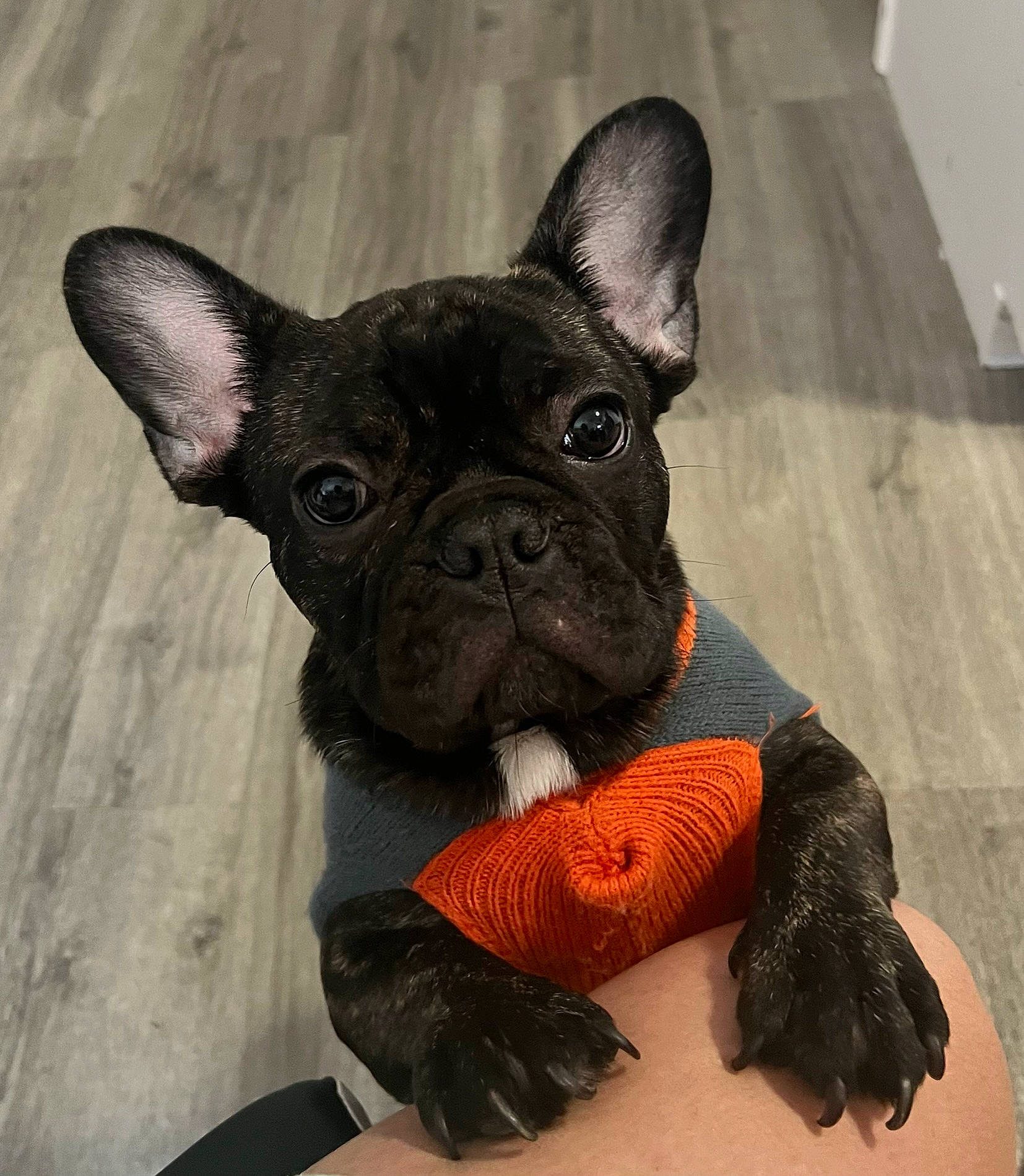 Goku is registered to the contest to win money with this photo: bulldog, canidae, carmine, carnivore, comfort, companion_dog, dessert, dog, dog_breed, dog_collar, ear, fawn, french_bulldog, snout, terrestrial_animal, toy_dog, whiskers, wood, working_animal, wrinkle