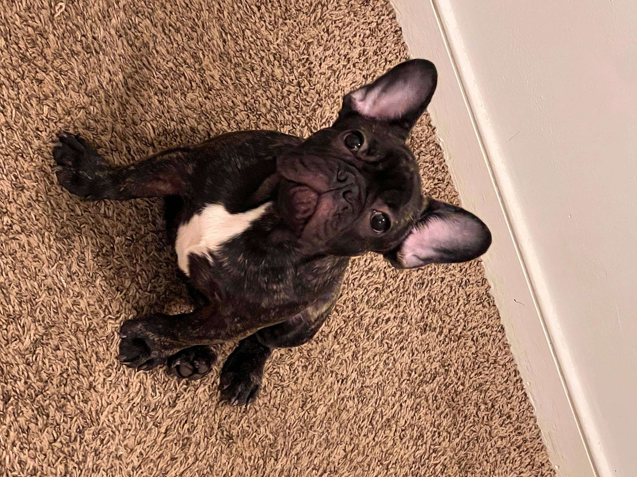 Goku joined the competition — help win amazing prizes! brown, canidae, carnivore, companion_dog, dog_breed, ear, fawn, felidae, flooring, fur, gesture, liver, paw, small_to_medium_sized_cats, snout, sporting_group, tail, terrestrial_animal, whiskers, working_animal