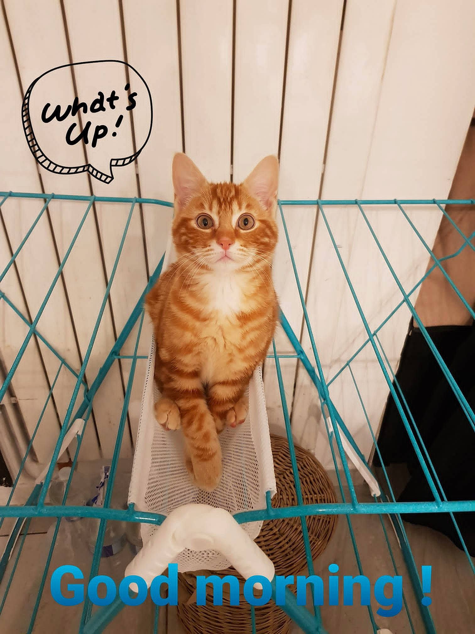 Chachou participe au concours pour gagner de l'argent avec cette photo : animal_shelter, carnivore, cat, domestic_short_haired_cat, door, fawn, felidae, font, fur, mammal, pattern, pet_supply, photo_caption, rectangle, small_to_medium_sized_cats, symmetry, tail, vertebrate, whiskers, wood