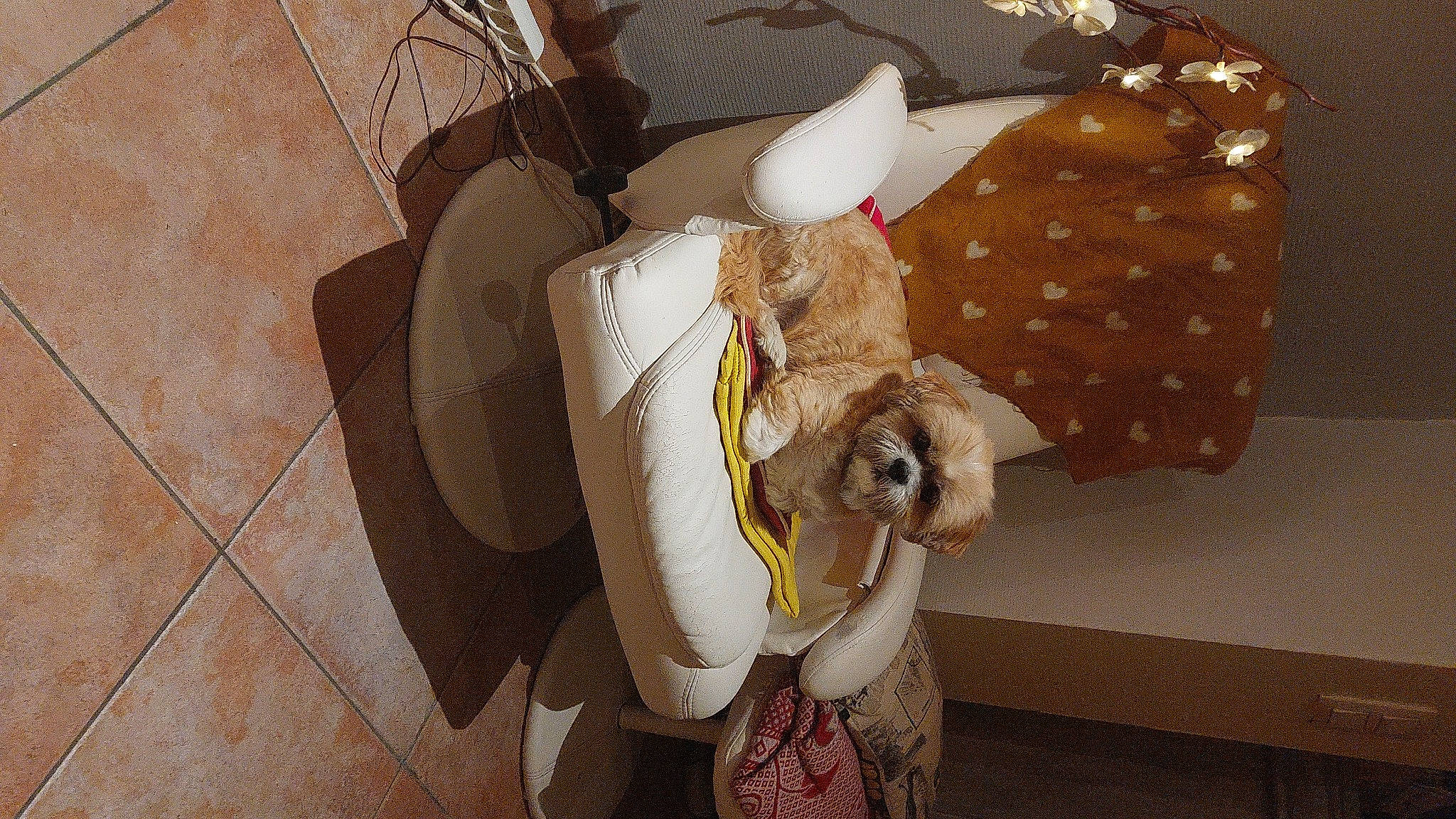 Nelson participe au concours pour gagner de l'argent avec cette photo : bag, beige, comfort_food, companion_dog, event, fashion_accessory, fawn, flooring, fur, linens, paper, pattern, plush, present, room, stuffed_toy, toy, wood, working_animal