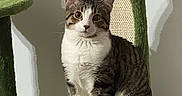 Chom Chom joined the competition — help win amazing prizes! animal, cat, cat_tree, claws, curious, domestic, ears, feline, fur, green, household, indoor, looking, pet, playful, portrait, sitting, tabby, whiskers, white_paws