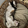 Chom Chom is registered to the contest to win money with this photo: animal, basket, blanket, cat, cozy, cute, cute_pet, domestic, feline, fur, home, indoor, knitted, paws, pet, relaxed, resting, sleeping, tail, whiskers