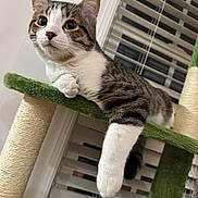 Chom Chom joined the competition — help win amazing prizes! animal, cat, cat_tree, claws, curious, domestic, ears, feline, fur, household, indoor, paw, pet, relaxed, resting, striped, tabby, whiskers, white_paw, window_blinds