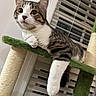 animal, cat, cat_tree, claws, curious, domestic, ears, feline, fur, household, indoor, paw, pet, relaxed, resting, striped, tabby, whiskers, white_paw, window_blinds