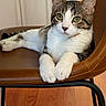 Chom Chom joined the competition — help win amazing prizes! animal, cat, chair, cute, domestic_animal, ears, floor, fur, furniture, indoor, leather, mammal, paws, pet, portrait, relaxed, tabby, whiskers, white, wooden_floor