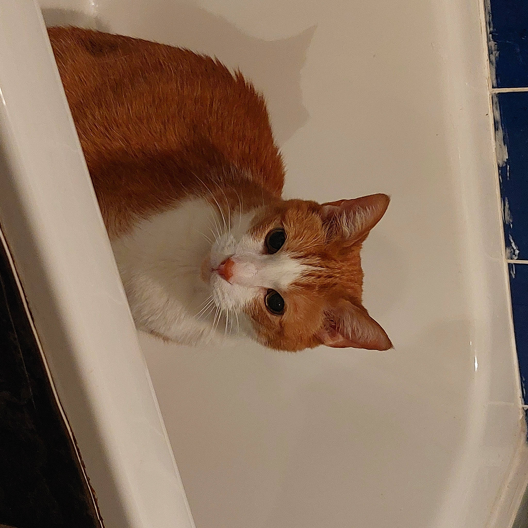 Kacper joined the competition — help win amazing prizes! box, cardboard, carnivore, cat, ceiling, domestic_short_haired_cat, fawn, felidae, fur, paw, room, small_to_medium_sized_cats, snout, tail, whiskers, window, wood