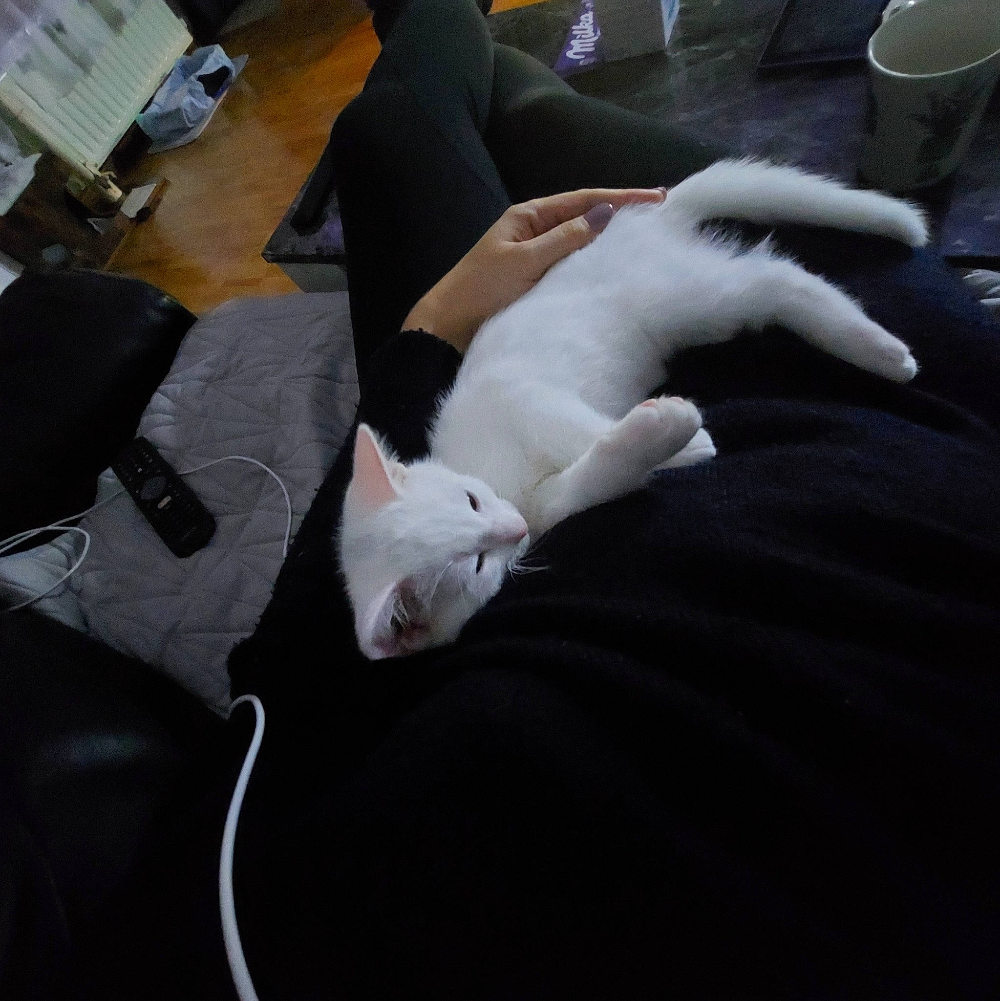 Leon is registered to the contest to win money with this photo: carnivore, cat, comfort, companion_dog, couch, drinkware, felidae, flooring, fur, human_leg, knee, lap, linens, serveware, sitting, small_to_medium_sized_cats, tableware, thigh, whiskers, wrist