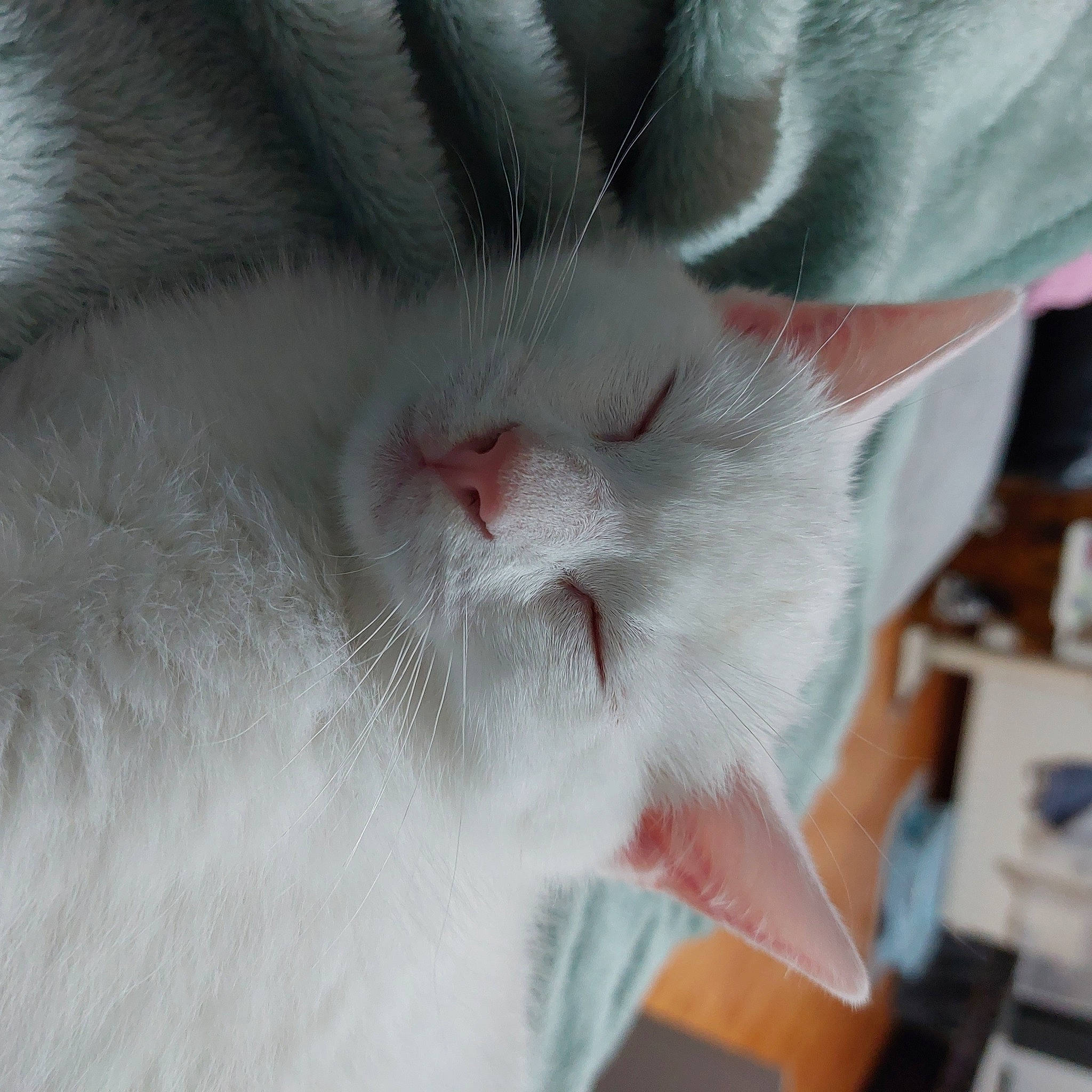 Leon is registered to the contest to win money with this photo: carnivore, cat, claw, domestic_short_haired_cat, ear, eye, eyelash, felidae, fur, paw, small_to_medium_sized_cats, snout, tail, whiskers